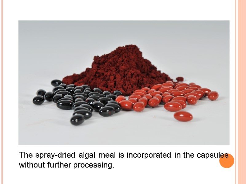 The spray-dried algal meal is incorporated in the capsules  without further processing.